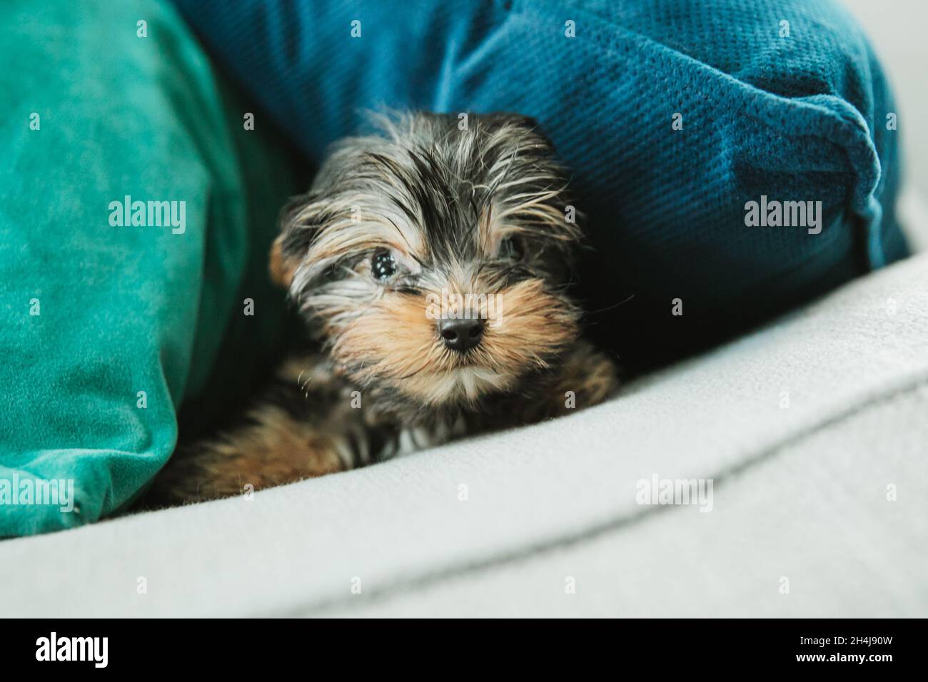 Un diminuto perro perrito yorkie teacup escondido entre las almohadas en un  brazo del sofá con una almohada de azul marino y verde azulado Fotografía  de stock - Alamy
