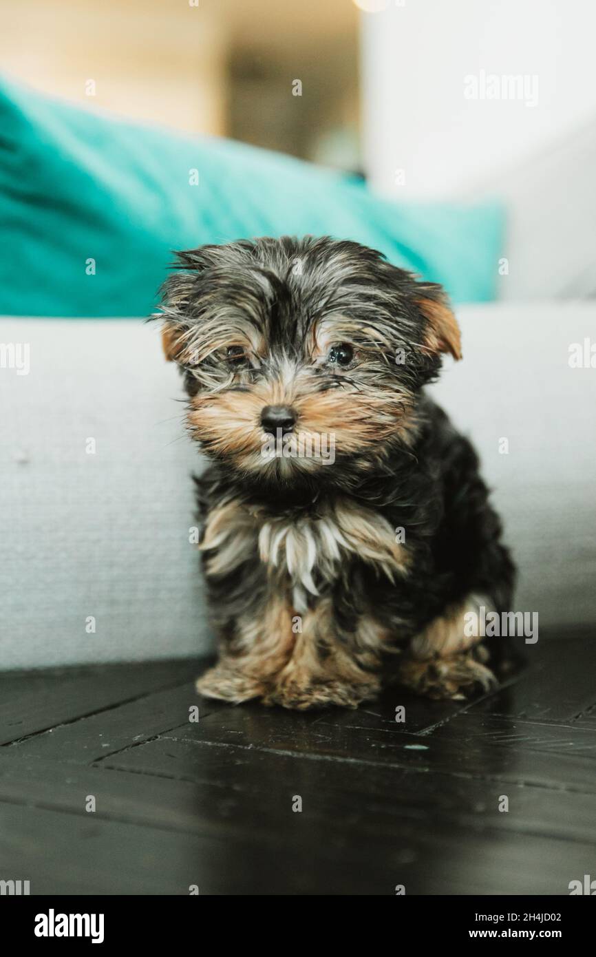 Un diminuto perro perrito yorkie teacup sentado en una mesa lateral  Fotografía de stock - Alamy