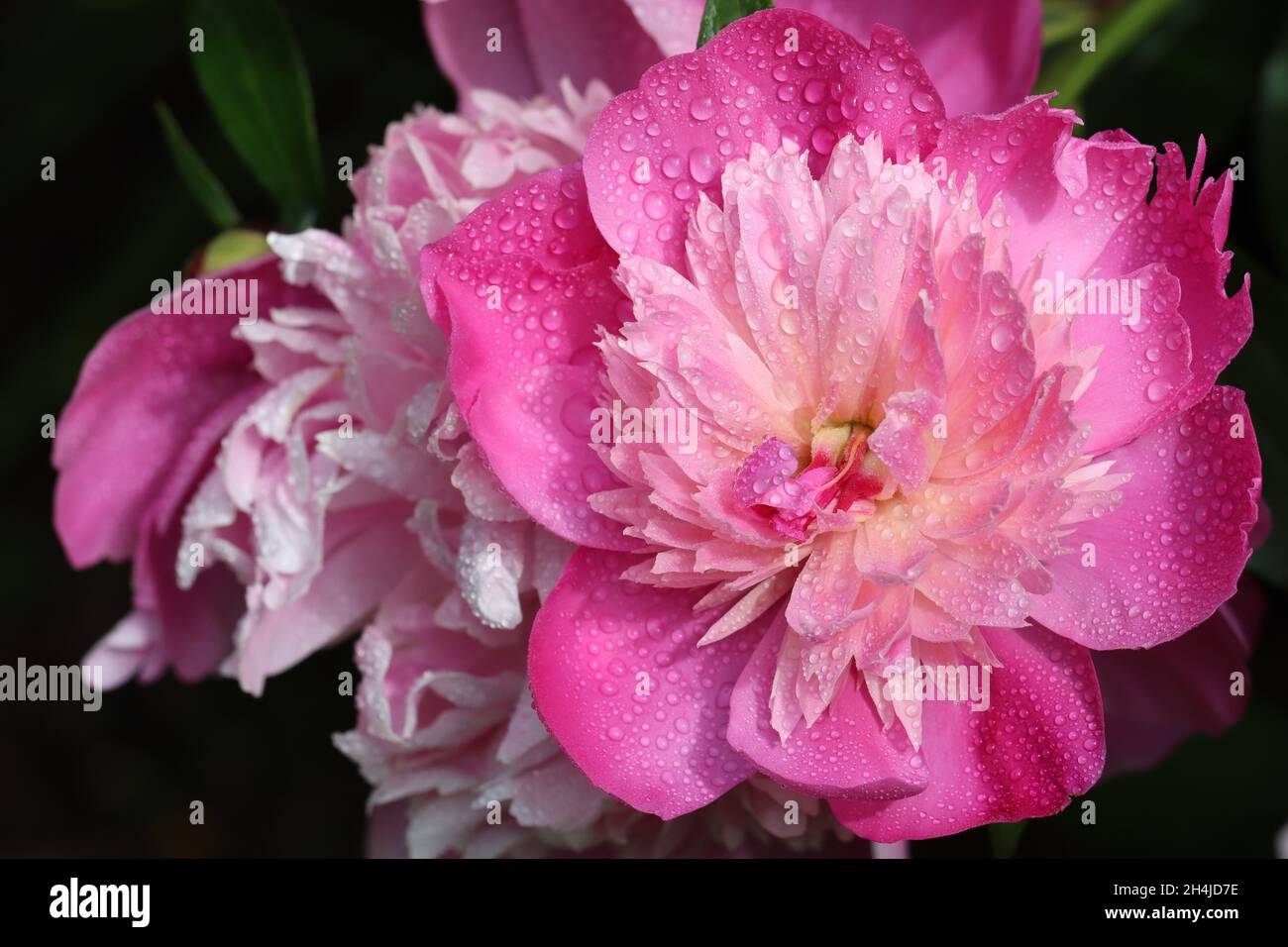 primer plano de una delicada flor de peonías rosadas sembradas con muchas gotitas sobre un fondo oscuro y borroso Foto de stock