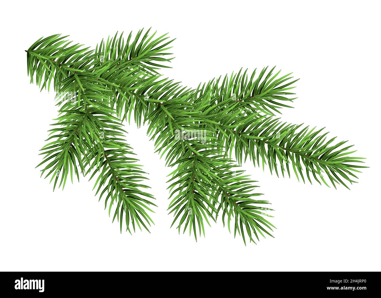 Rama de Picea aislada sobre fondo blanco. Abeto verde. Árbol de Navidad realista. Ilustración vectorial para tarjetas navideñas, banners, volantes, fiesta de Año Nuevo p Ilustración del Vector