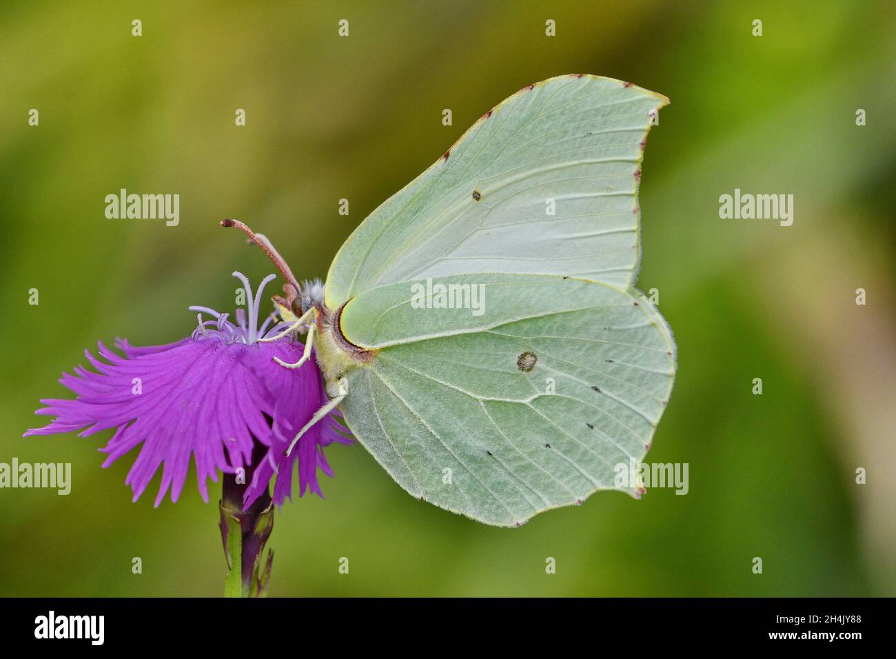 Francia, Puy de Dome, mariposa, limón (Gonepteryx rhamni) en la clavel salvaje Foto de stock