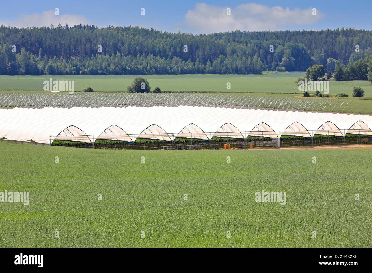 Invernadero o túnel para el cultivo de fresas de mesa en campo verde. Espacio de copia para el texto. Foto de stock