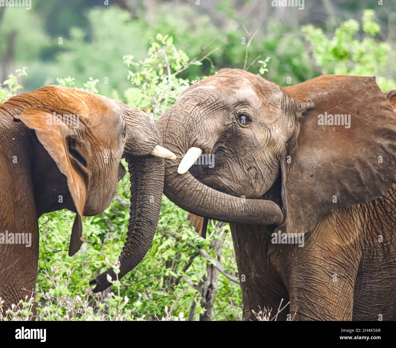 Los toros jóvenes de elefante (Loxodonta africana) juegan empujando en el Parque Nacional del Este de Tsavo, Kenia. Foto de stock