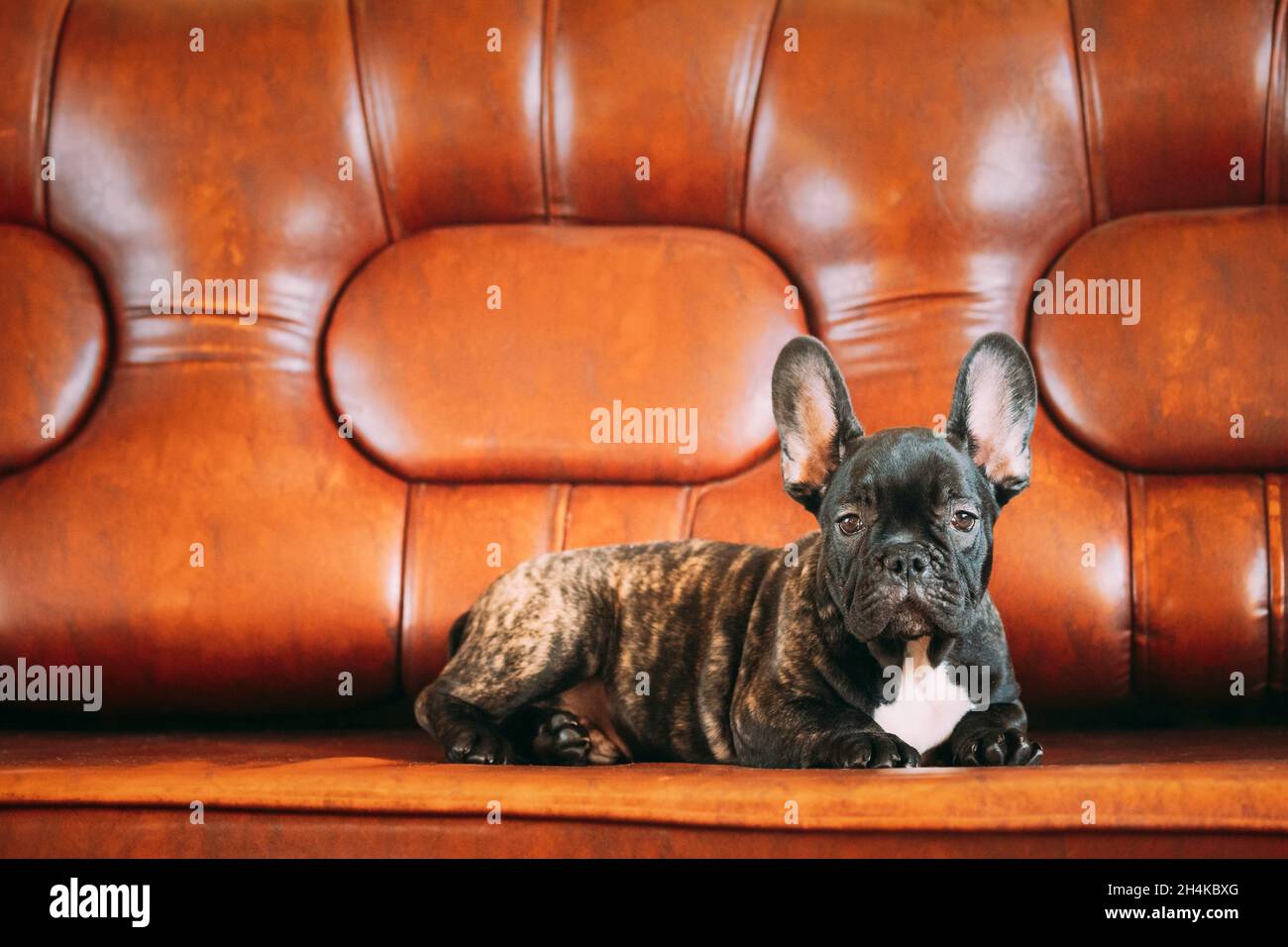Baby Bulldog Fotos E Imagenes De Stock Pagina 5 Alamy Baby Bulldog Fotos E Imagenes De Stock Pagina 5 Alamy