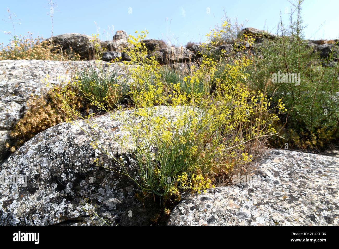 Hinojo de perro (Bupleurum fruticescens) es un pequeño arbusto endémico de  la cuenca mediterránea. Esta foto fue tomada en Calaceite, Teruel, Aragón,  España Fotografía de stock - Alamy