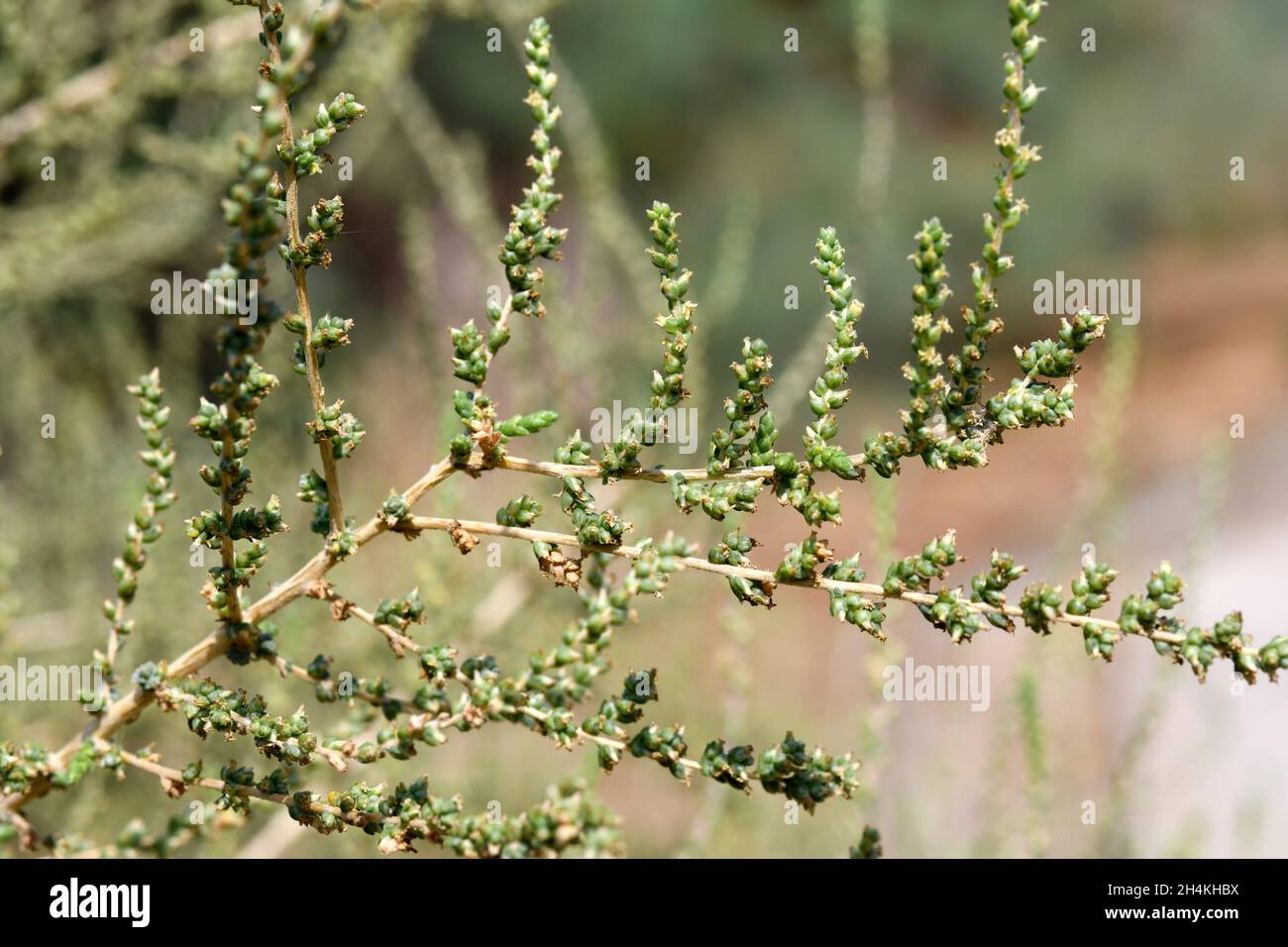 Salsola vermiculata es un arbusto ramificado nativo de la cuenca mediterránea y de Oriente Medio. Frutas. Foto de stock