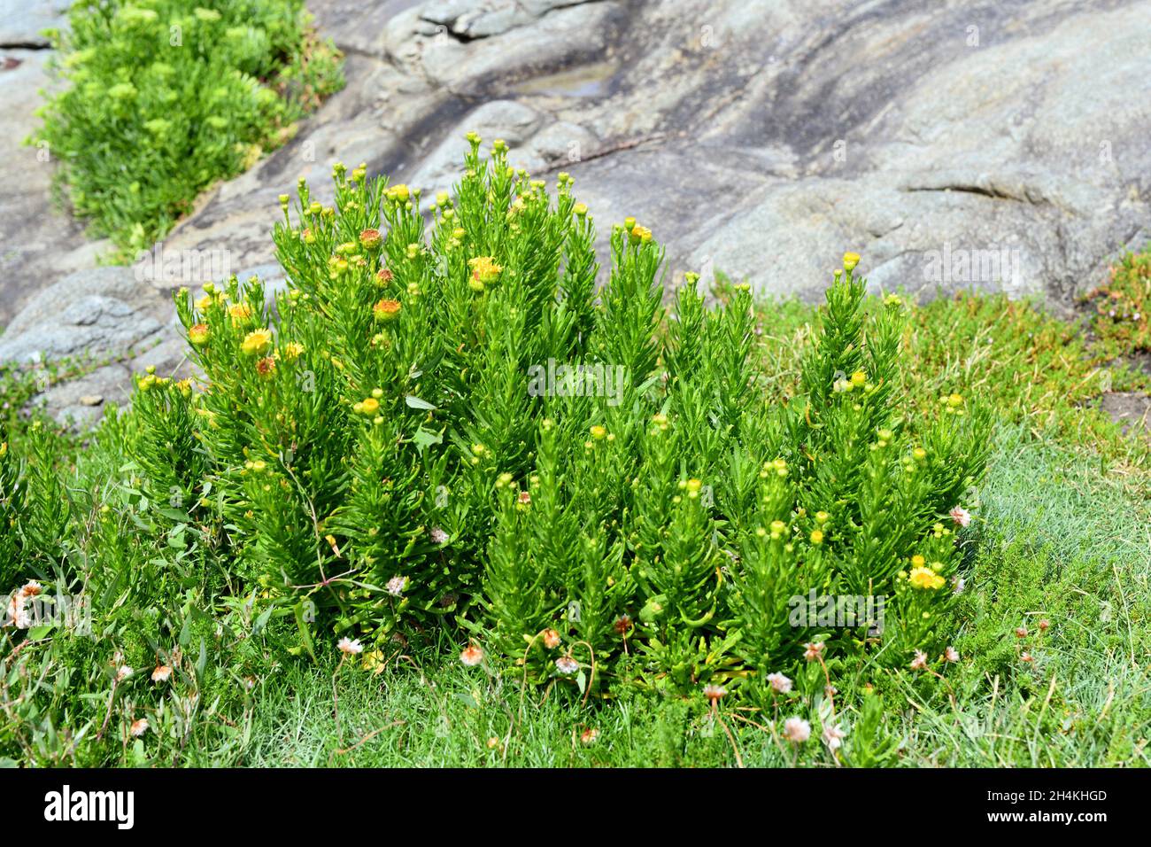 El zafiro dorado (Inula chrithmoides o Limbarda chrithmoides) es un arbusto nativo de las costas de la cuenca mediterránea y de las costas atlánticas de España, Foto de stock