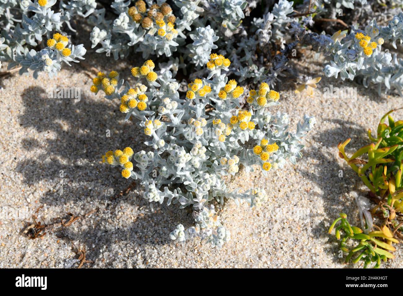 La planta de algodón (Otanthus maritimus) es una hierba perenne nativa de parte de las costas mediterráneas y de las costas atlánticas de Portugal; España, francia y. Foto de stock