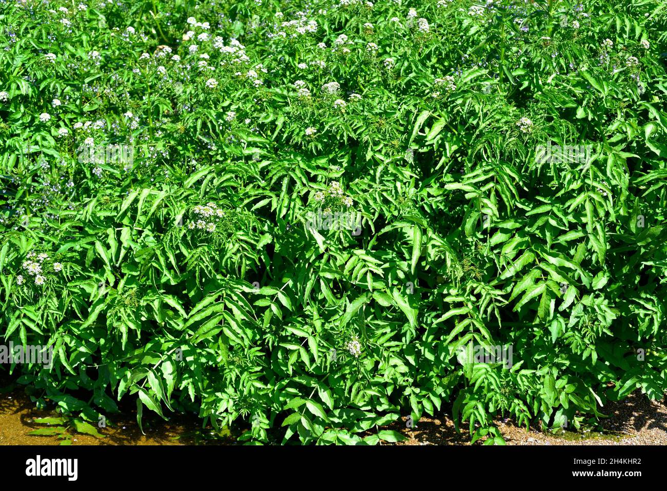 Nasturtium officinale es una planta acuática perenne nativa de Europa y Asia central. Sus hojas son comestibles. Esta foto fue tomada en Los Ángeles Foto de stock