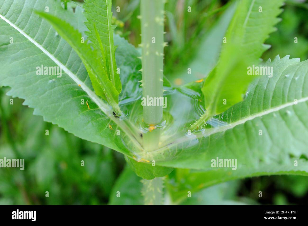 La cucharadita silvestre o cucharadita de más lleno (Dipsacus fullonum) es una planta espinosa bienal nativa de Europa y el norte de África. Detalle de las hojas tal vez con Foto de stock