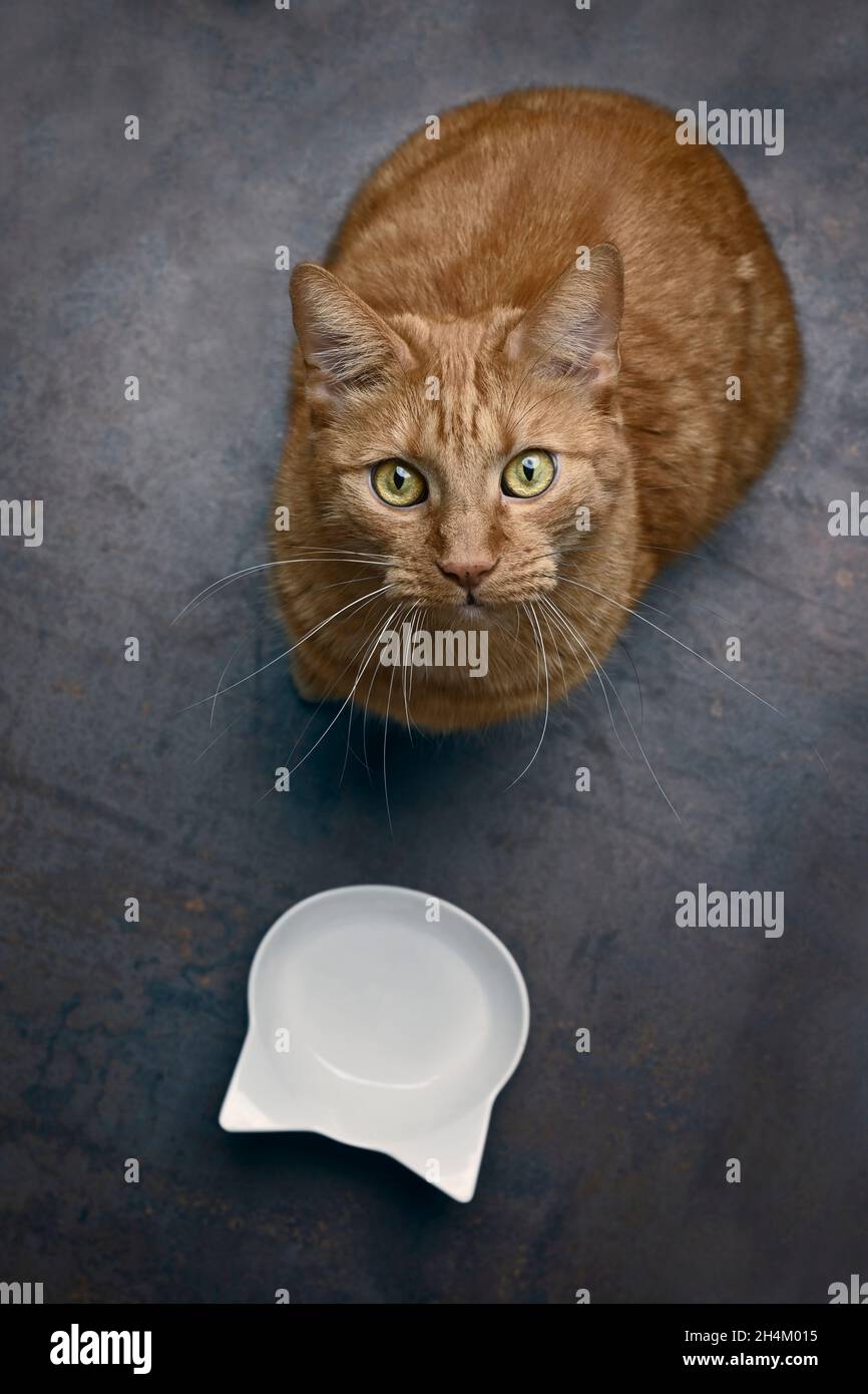 Vista en ángulo de un lindo gato de jengibre sentado al lado del plato emty y mirando a la cámara. Foto de stock