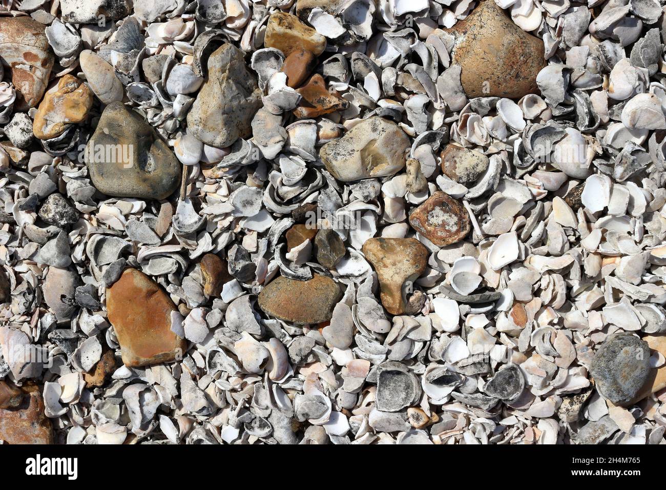 Piedras y conchas rotas en una playa de guijarros Foto de stock