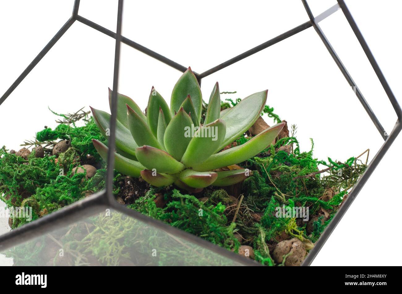 Florarium jarrón de cristal con planta suculenta aislada sobre fondo blanco Foto de stock