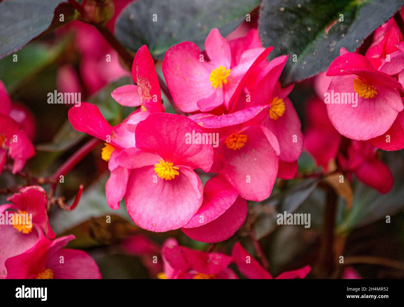 Un lecho de flores de flores de color rosa brillante begonia en el jardín  Fotografía de stock - Alamy