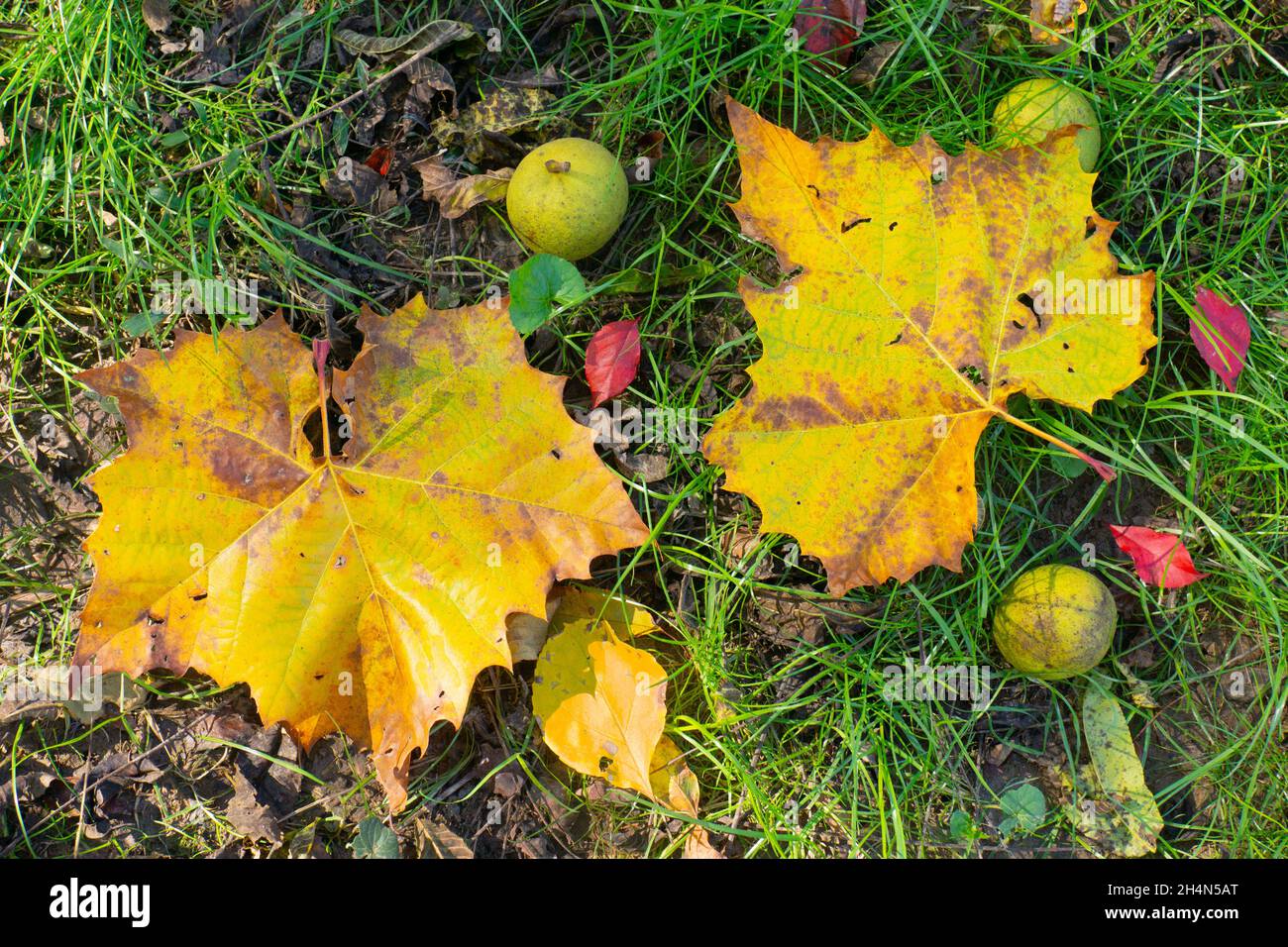 Primer plano de las hojas de otoño recién caídas. Foto de stock