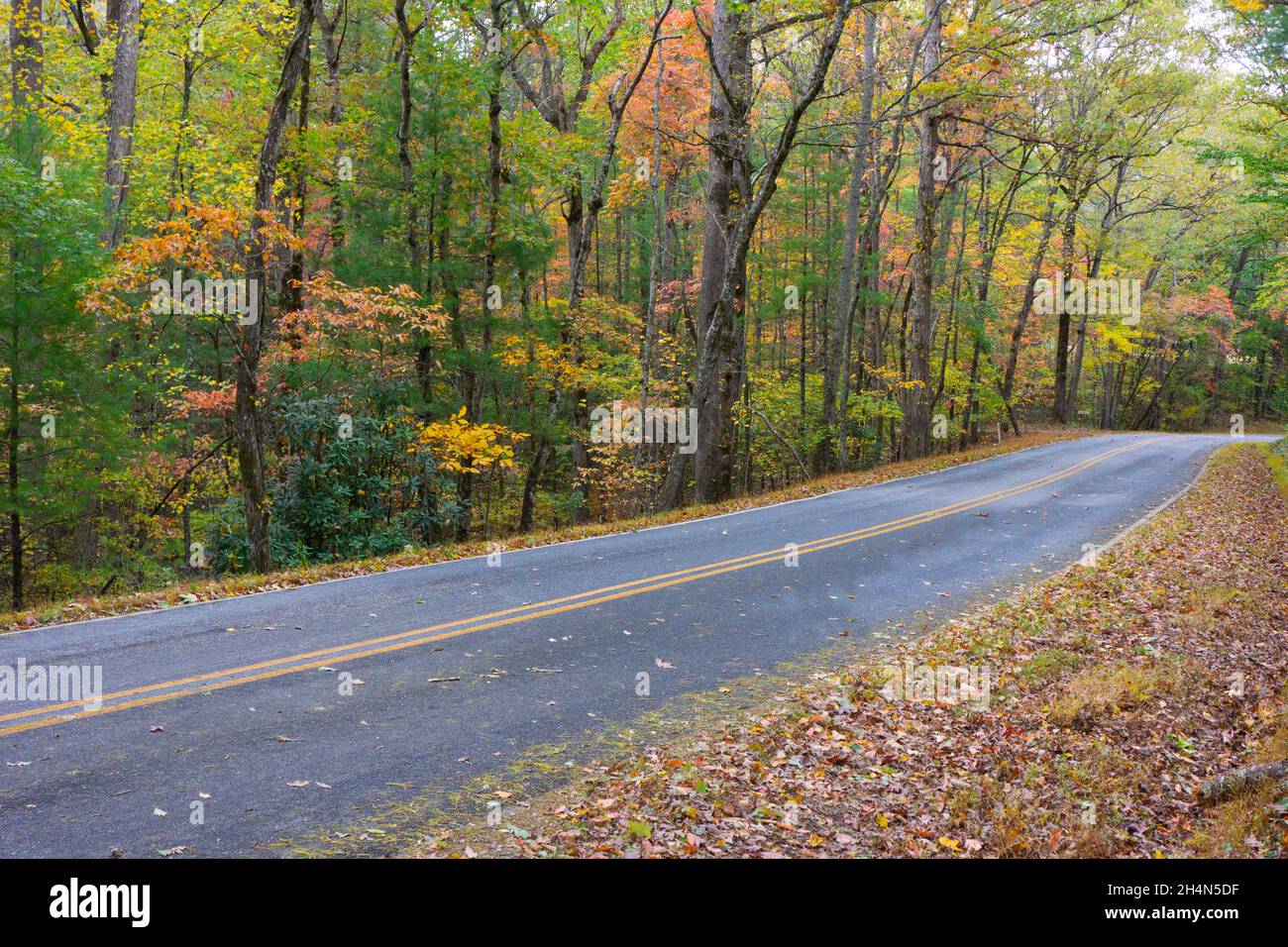 Autopista de dos carriles a través de los bosques de Carolina del Norte en otoño. Foto de stock
