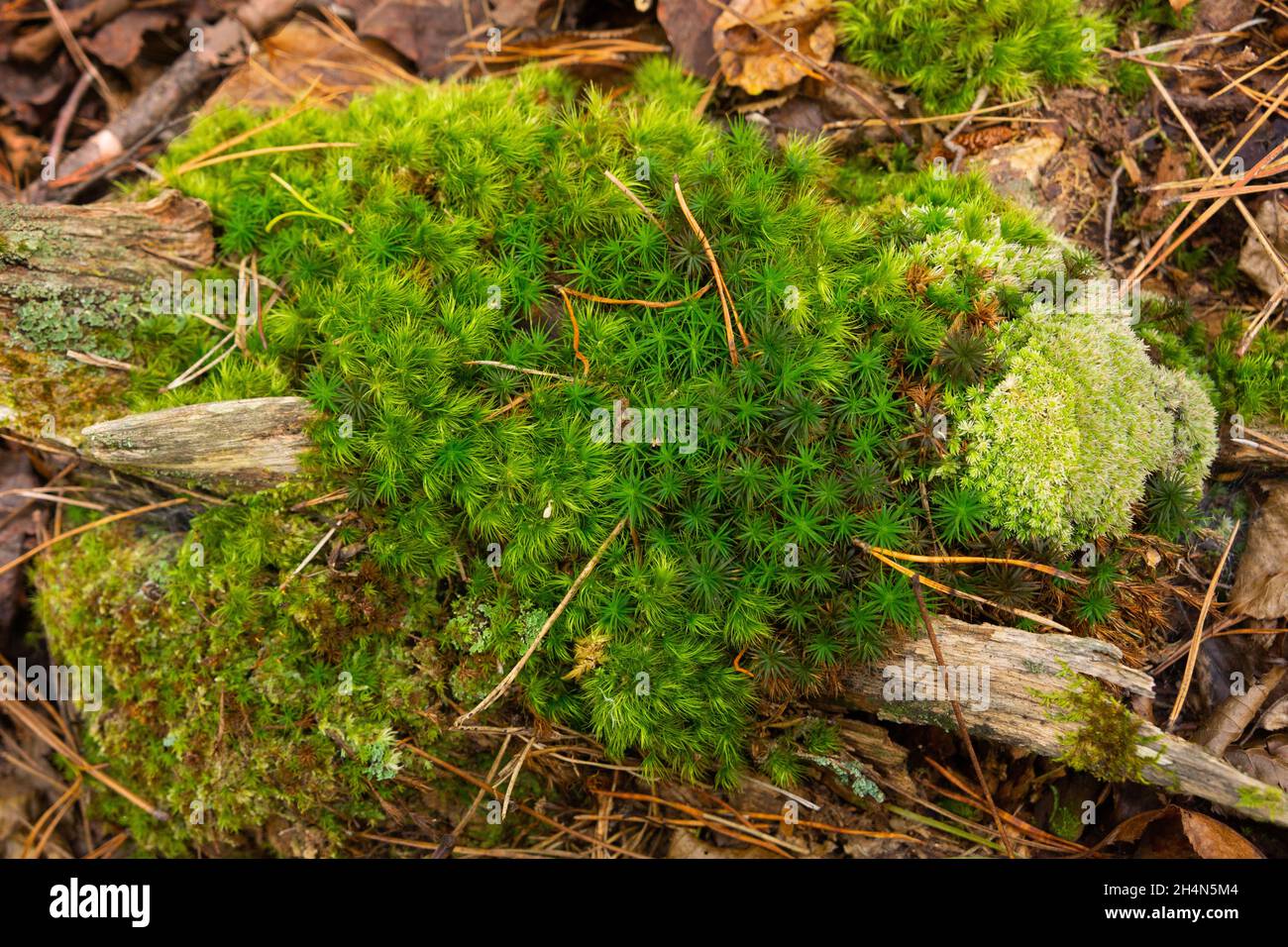 Moss y agujas de pino en el bosque. Foto de stock