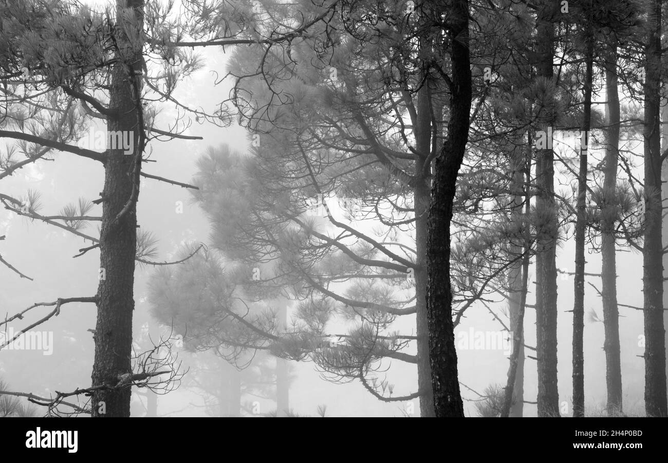 Flora de Gran Canaria - Pinus canariensis, pino canario resistente al fuego, capaz de recuperarse después de un incendio forestal, zona afectada por un incendio forestal, troncos quemados Foto de stock