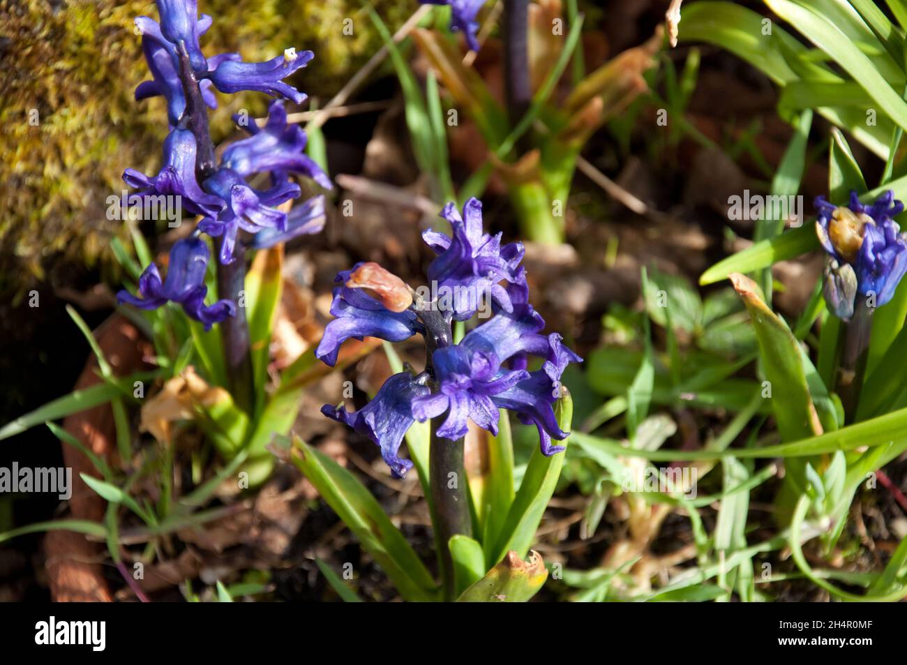 Hyacinths, Lochwinnoch, Renfrewshire, Escocia, Reino Unido Foto de stock