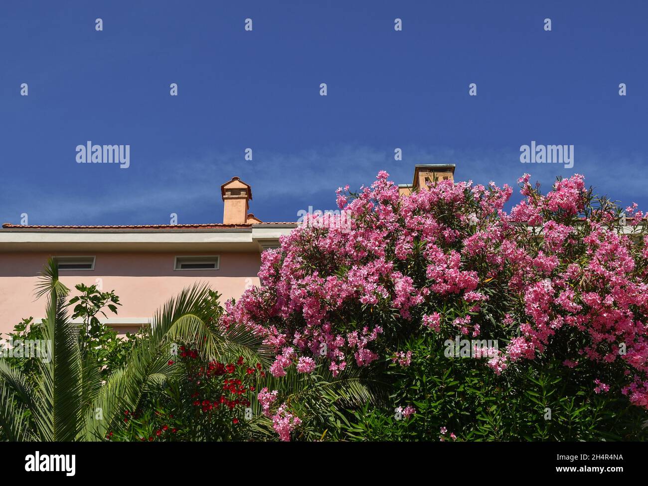 Floreciendo adelfas y palmeras en frente de una casa de vacaciones contra el cielo azul en verano, Toscana, Italia Foto de stock