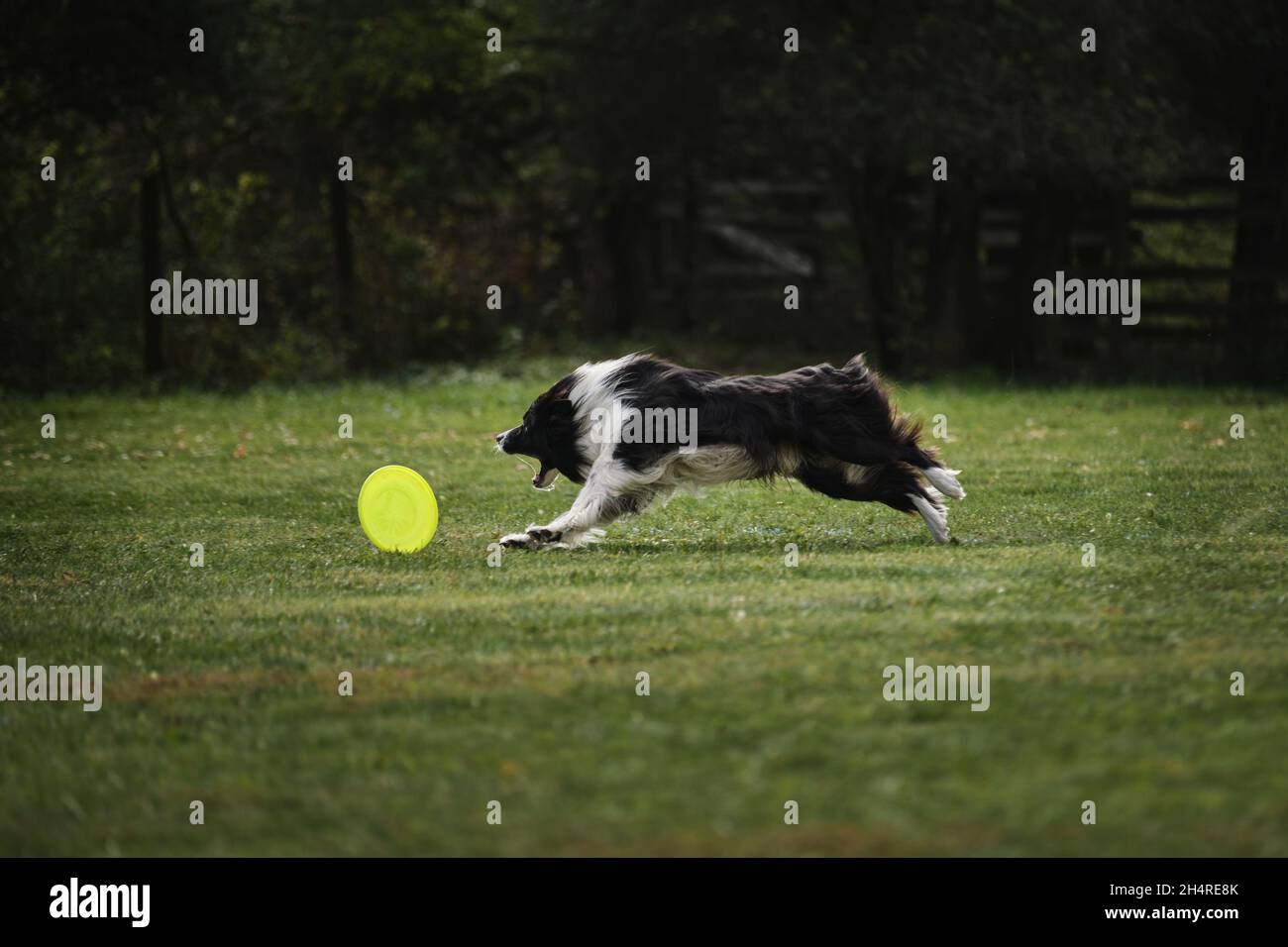 Frisbee perro. Un collie fronterizo de color rojo sable salta y captura un  platillo volador en vuelo con su boca. La mascota agarra el disco con sus  dientes. COM Fotografía de stock 