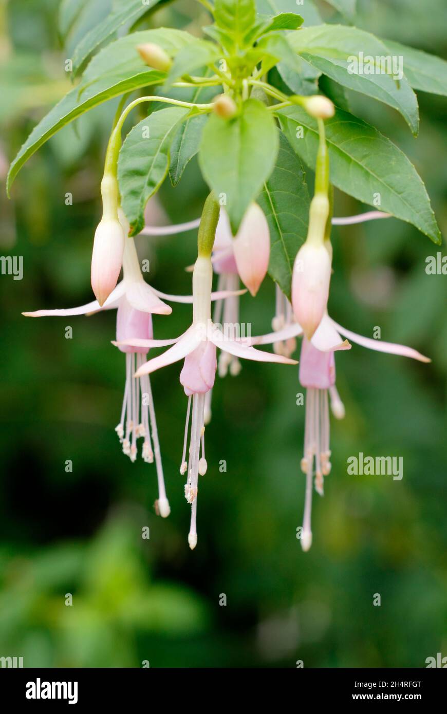 Fucsia magellanica var. Molinae 'Alba' - Flores fucsia enfulladas de la doncella blanca. REINO UNIDO Foto de stock