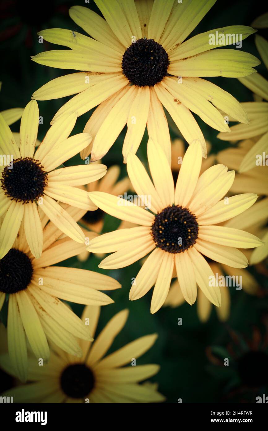 Flores oscuras fotografías e imágenes de alta resolución - Alamy