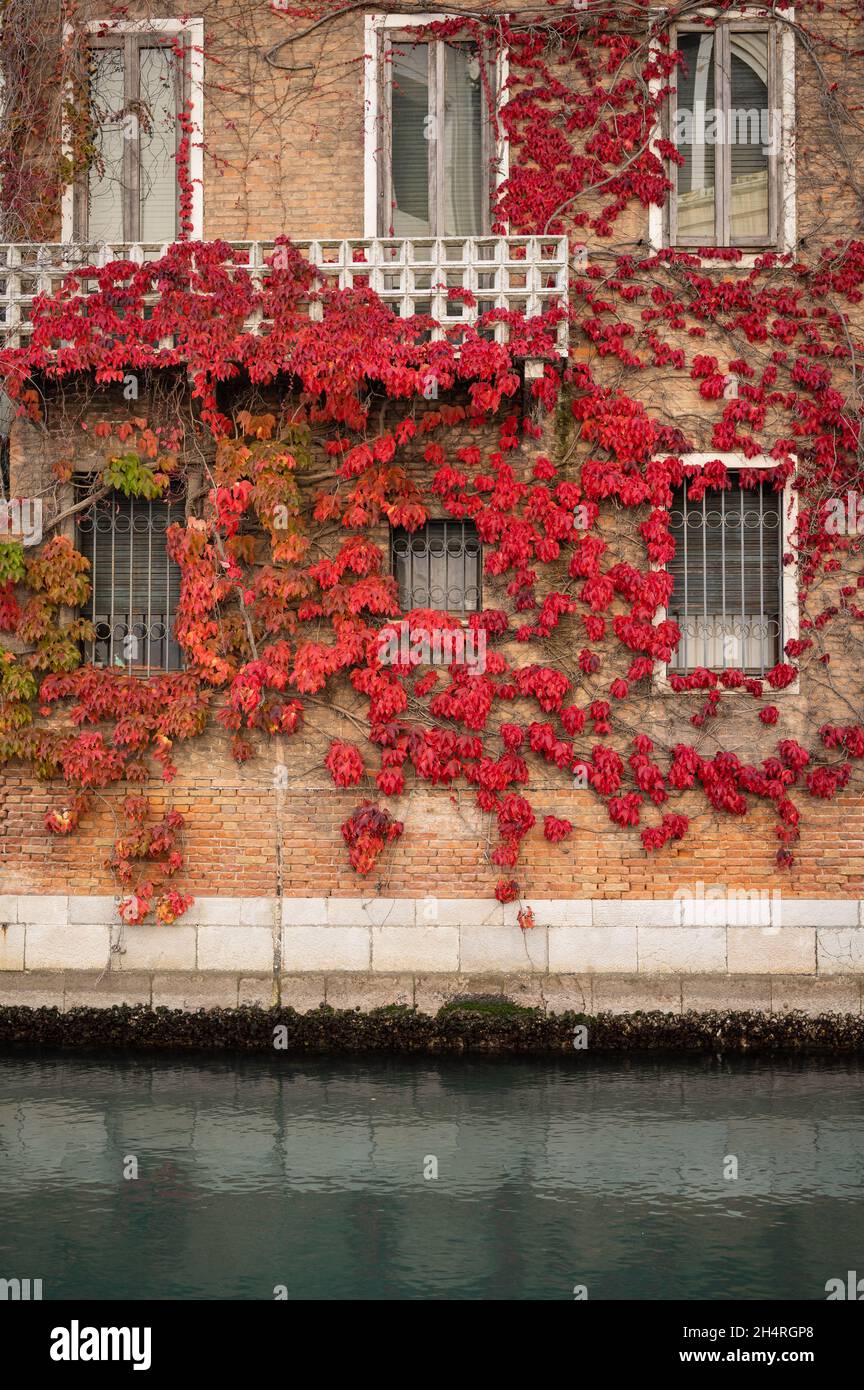 Fachada de una antigua casa en Venecia, vino con hojas de color rojo, día  nublado en otoño Fotografía de stock - Alamy