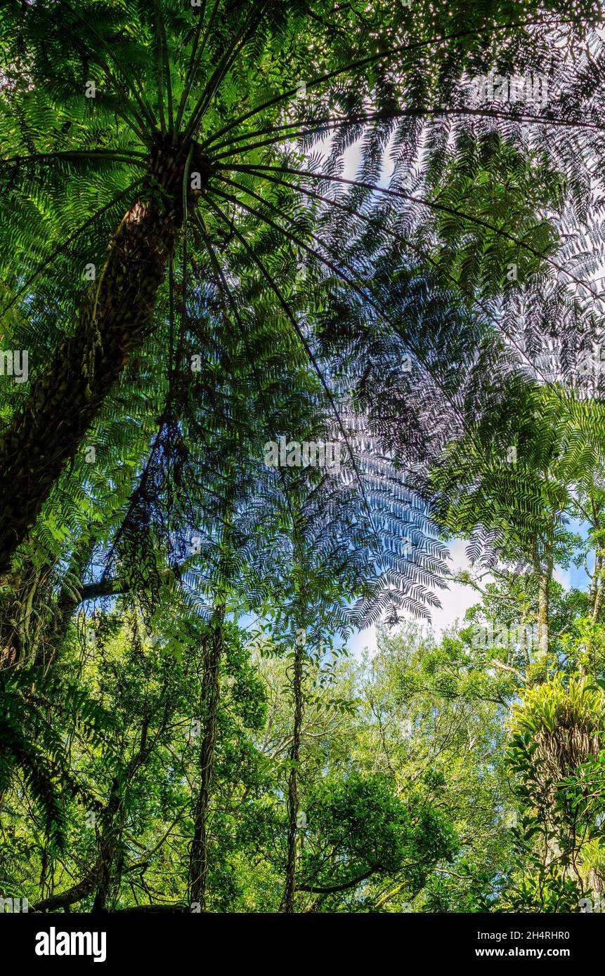 Helechos arborescentes creciendo en el Parque Nacional Mount Field, Tasmania Foto de stock