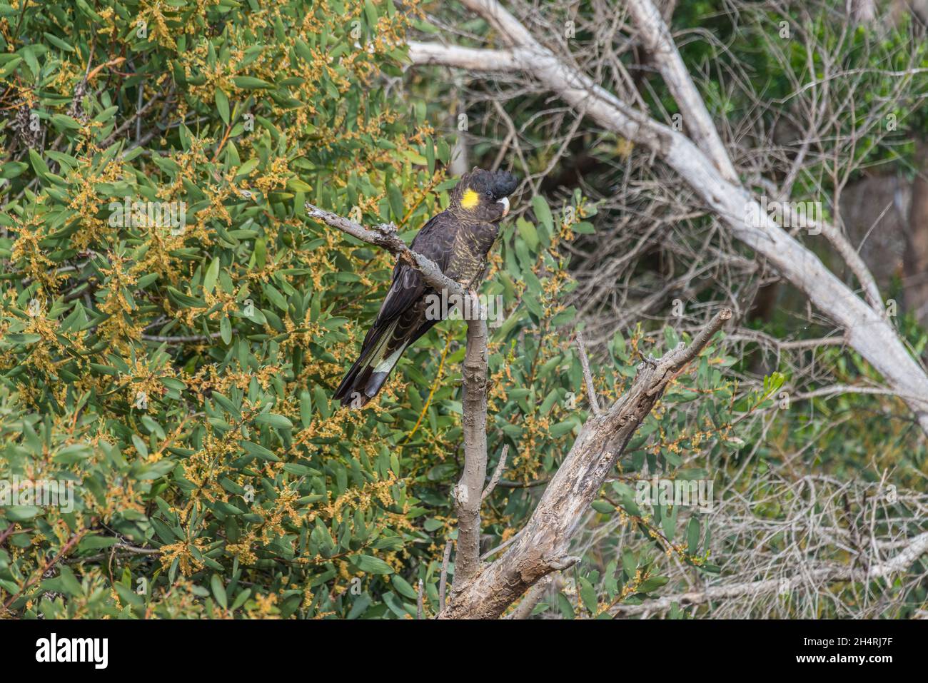 El cacatúa negro de cola amarilla (Zanda funerea) es un gran cacatúa nativo del sudeste de Australia Foto de stock