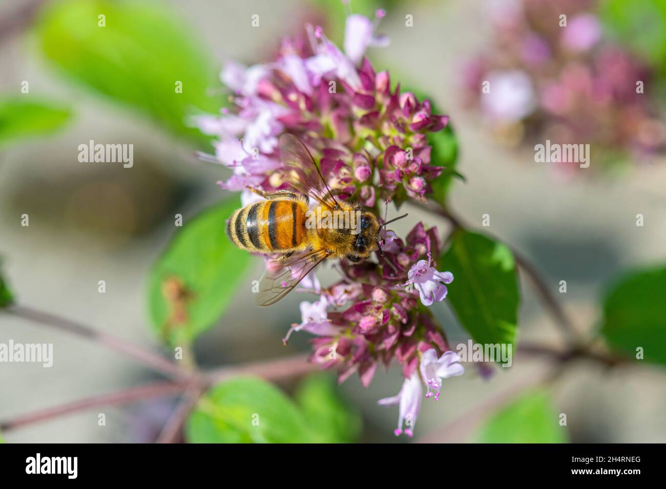 Alimentación de abeja melífera en flor de mejorana Foto de stock