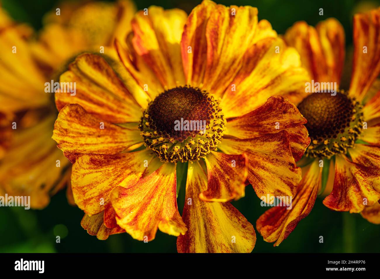 Flores Helenium cerca Foto de stock