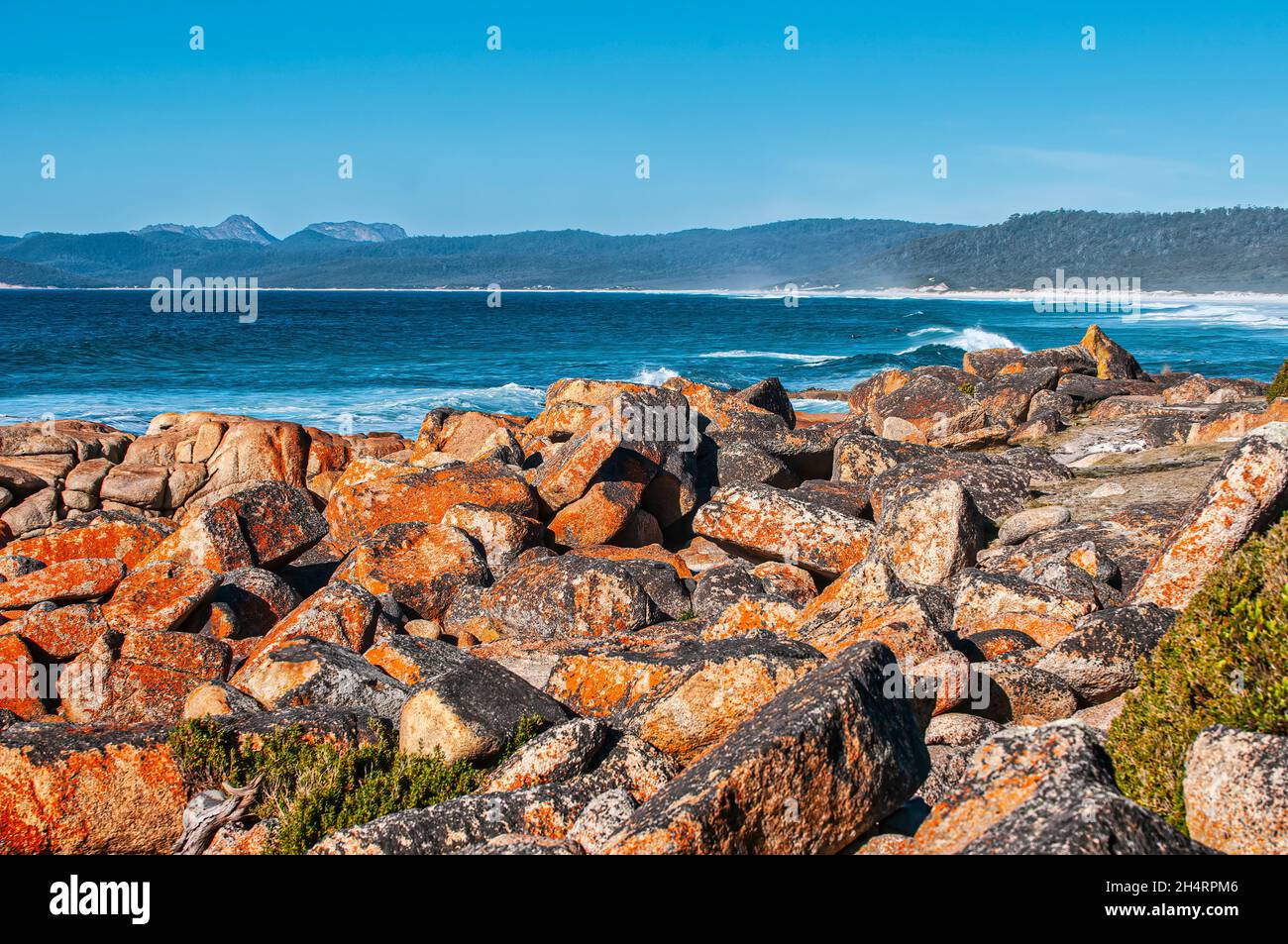 El liquen cubrió rocas en la bahía de los incendios, Tasmania, Australia Foto de stock