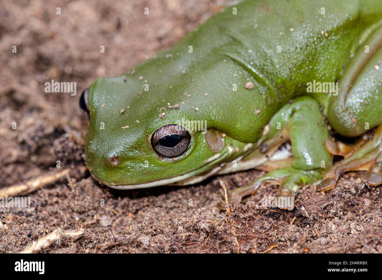 La rana arborícola verde de Australia Foto de stock