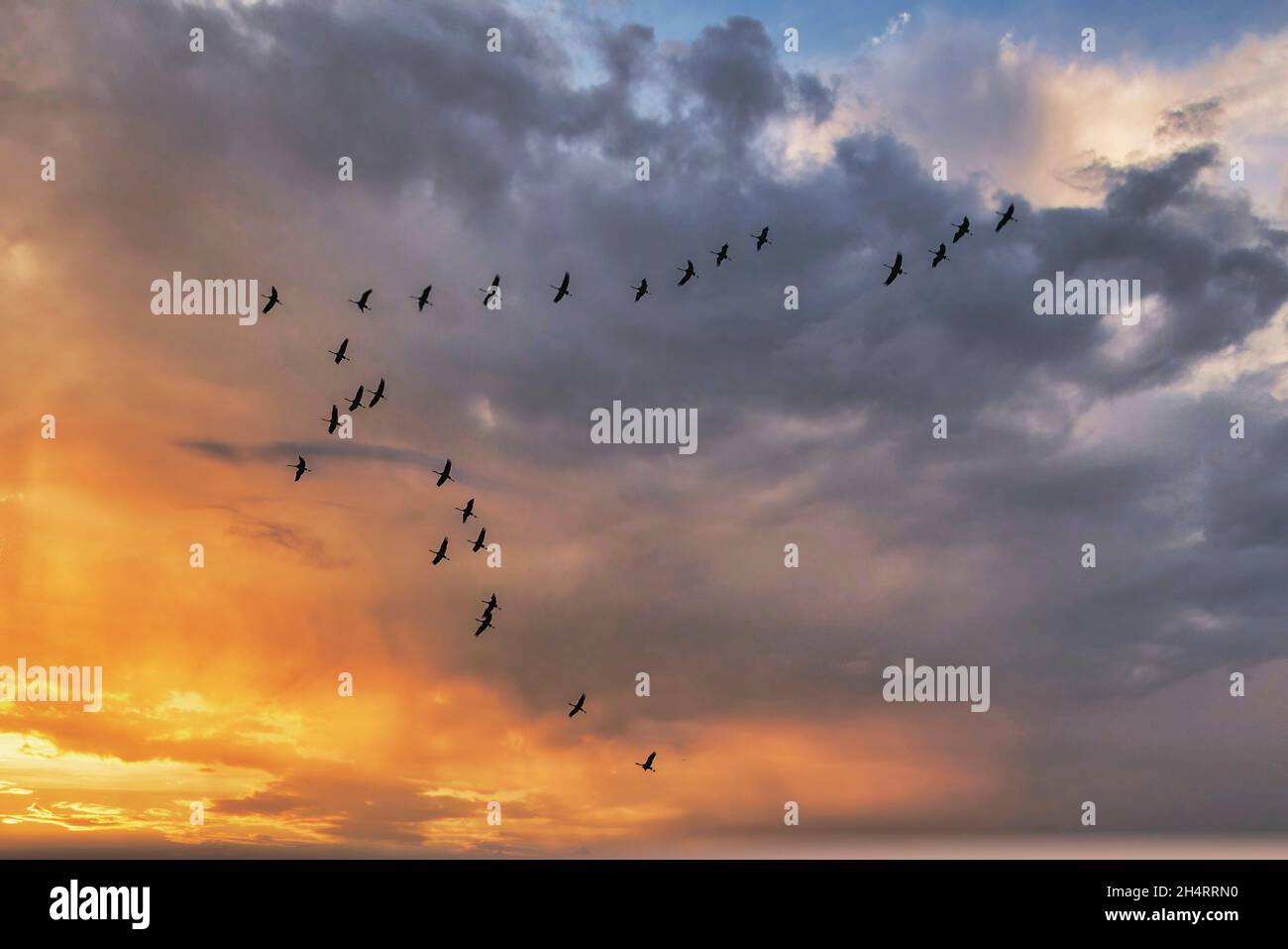 Zugvögel im Flug bei Linum, Schwarm von Kraniche, Sonnenuntergang, Linum, Brandeburgo, Ostdeutschland Foto de stock
