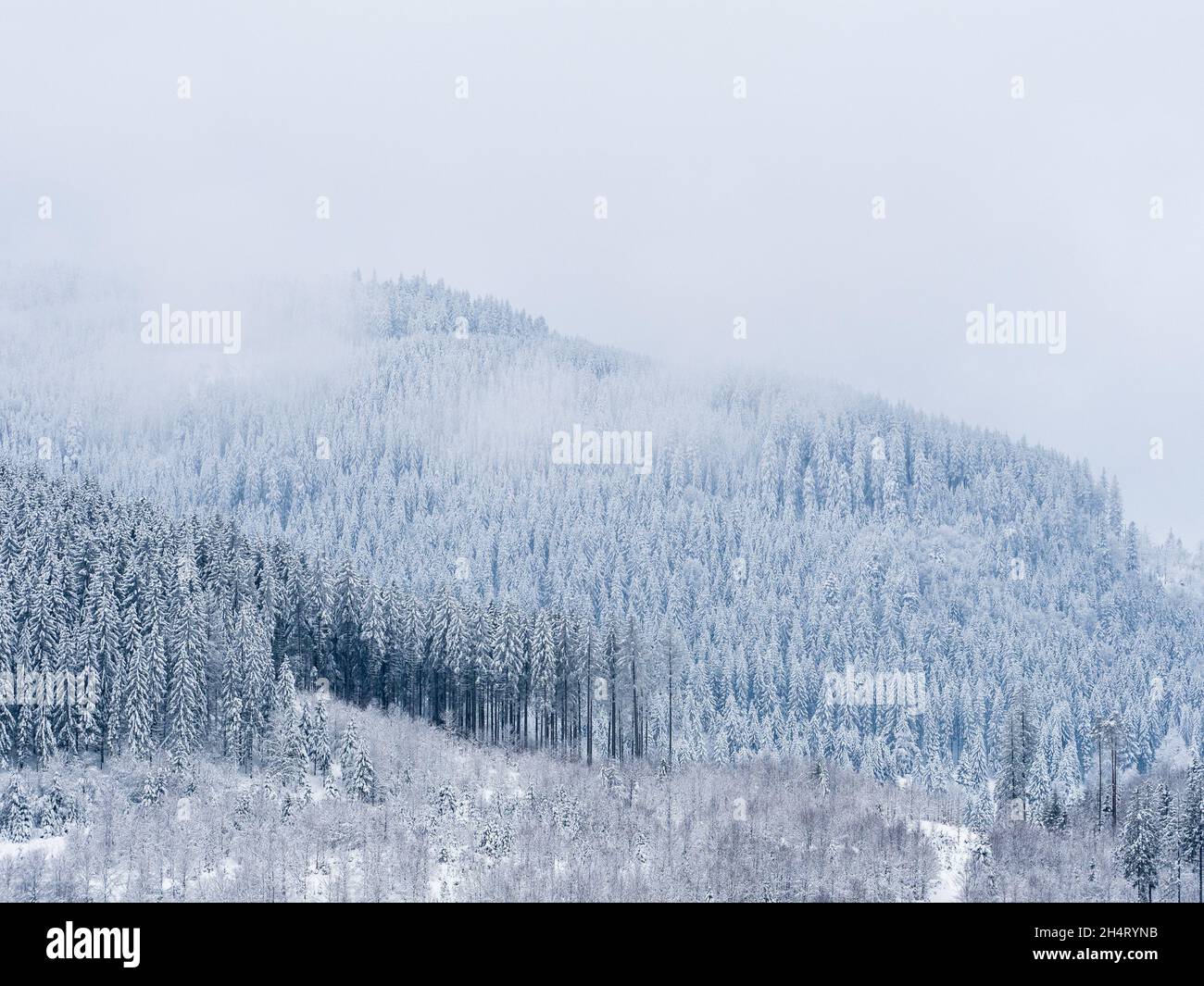 Paisaje invernal en un bosque. Clima frío, Selva Negra, Alemania