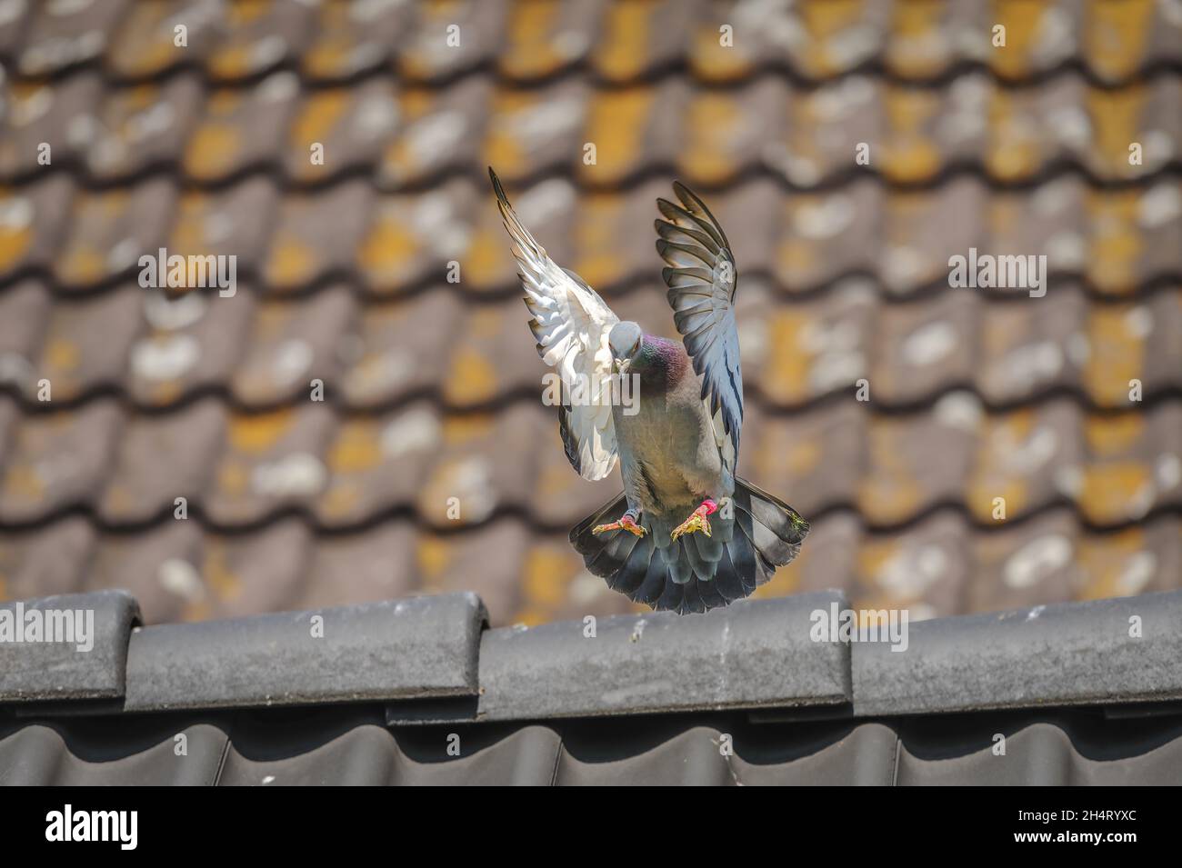 Racing Pigeon extiende sus alas para aterrizar en el techo de su loft Foto de stock