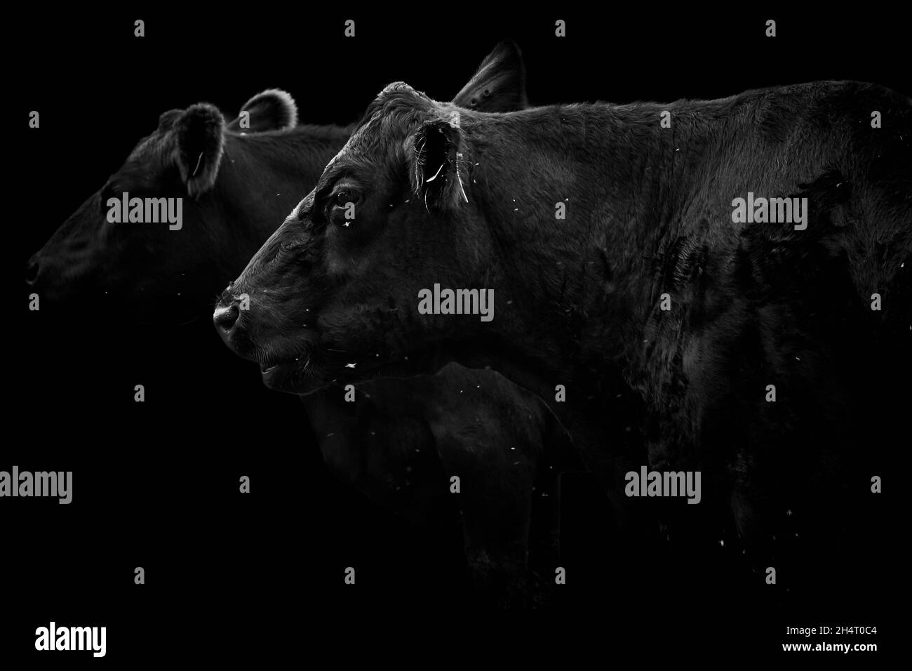 Vista lateral de cerca de dos vacas negras aisladas sobre fondo negro Foto de stock