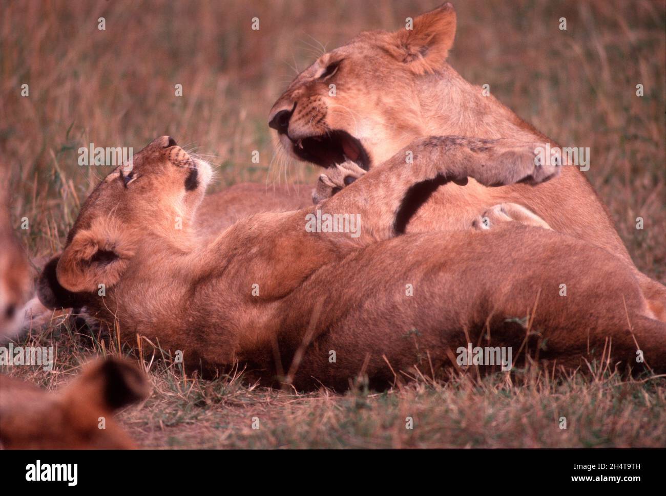 El León es un animal muy abundante en la Reserva de Caza de Masai Mara, Kenia Foto de stock