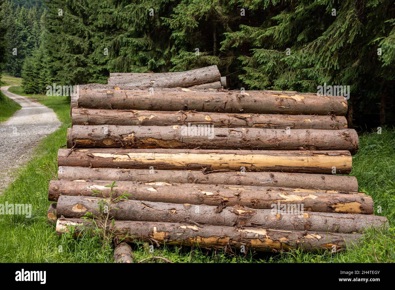 Pila de madera de pino apilada al aire libre. Foto de stock