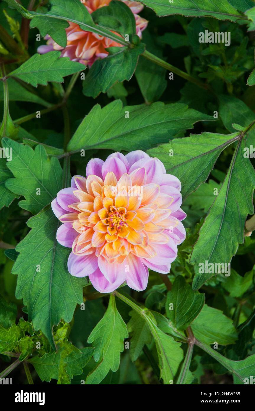 Dahlia boogie woogie fotografías e imágenes de alta resolución - Alamy
