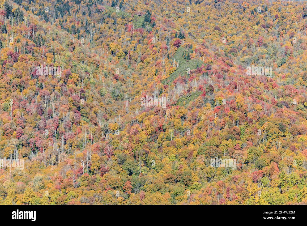 Una vista distante de los árboles en colores de follaje de otoño cerca de pico, vista desde la nueva Gap Road en el Parque Nacional Great Smoky Mountains. Foto de stock