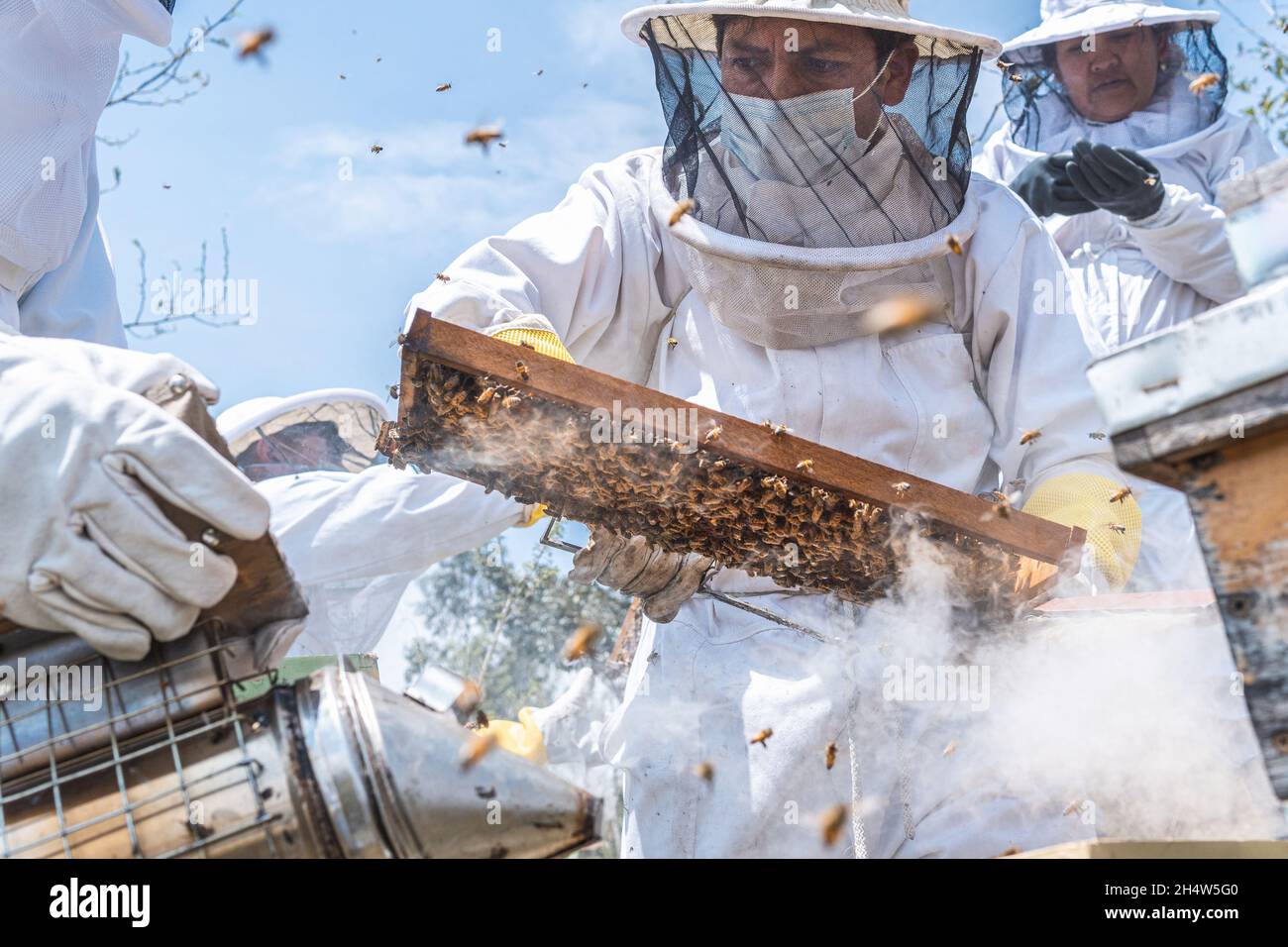 Grupo de apicultores cosecha miel en trajes especiales de seguridad usando humo para calmar las abejas Foto de stock