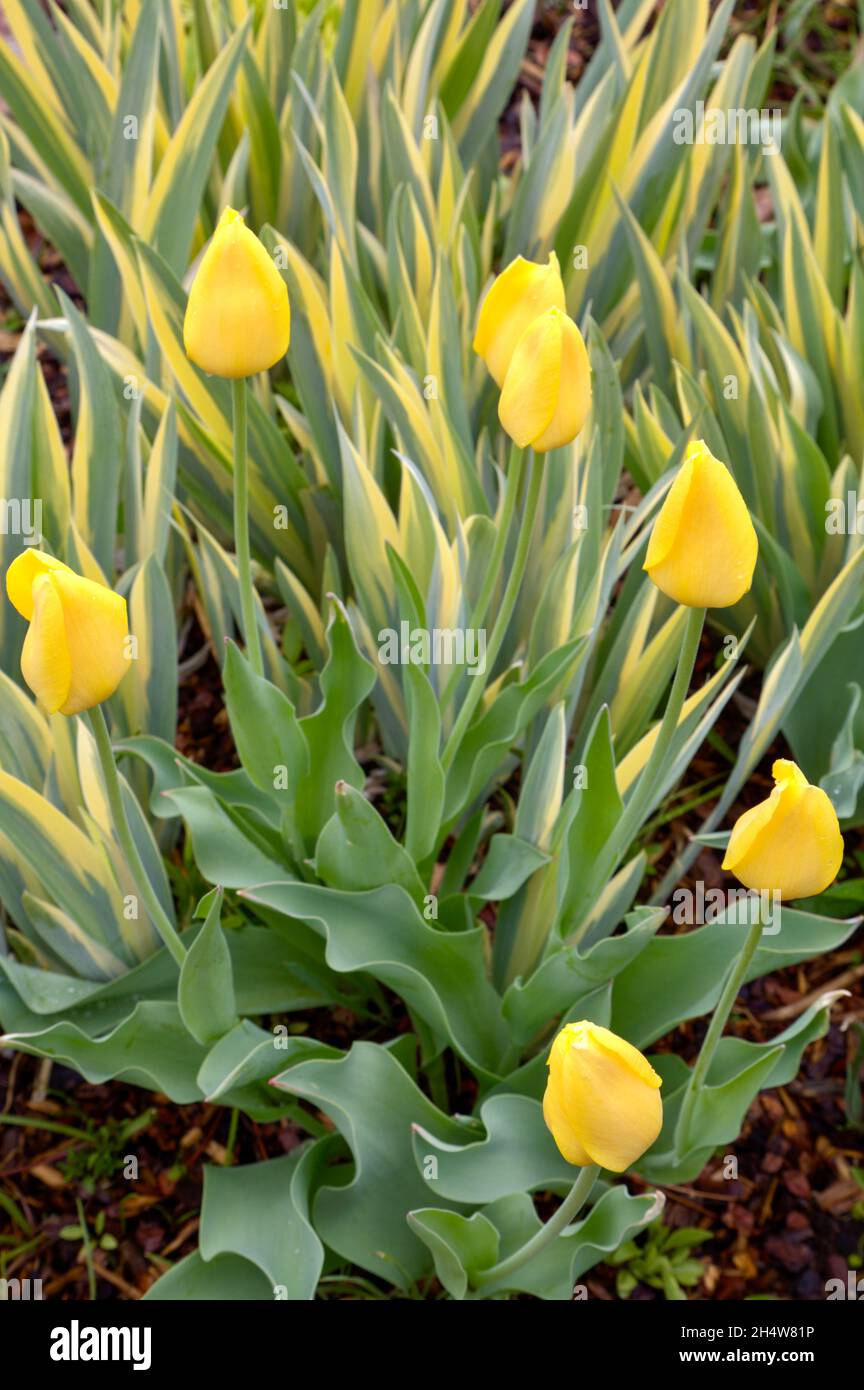 Los tulipanes amarillos se mezclan con la espada como hojas de Iris pallida, comúnmente llamado Zebra Iris. Foto de stock