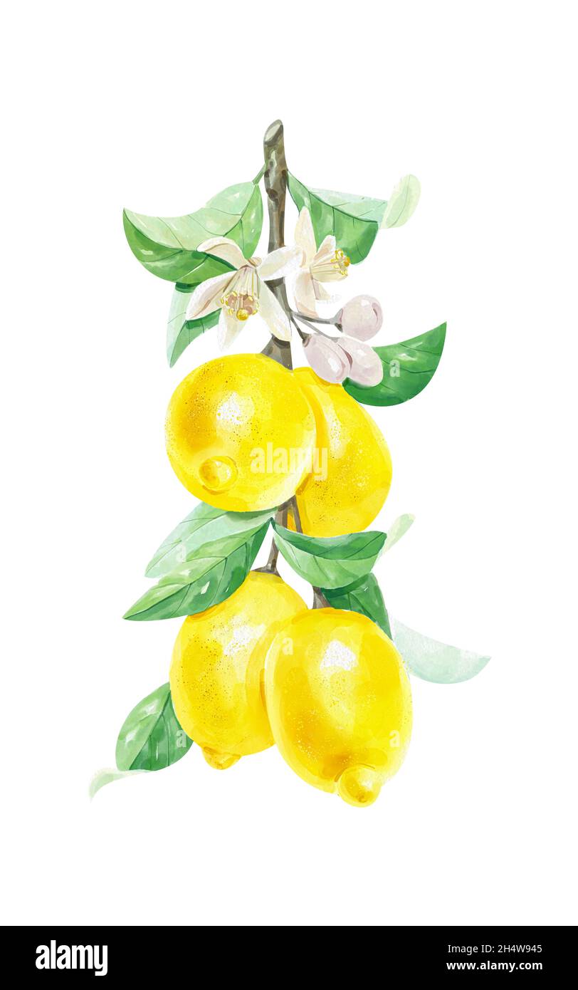 Limones en una rama. Ilustración de acuarela, pintura, de limones amarillos  en la rama de un árbol de limón Fotografía de stock - Alamy