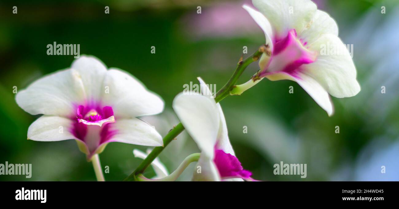 Phalaenopsis Orquídea flor rama cerrar fotografía detallada sobre suave fondo natural de bokeh Foto de stock
