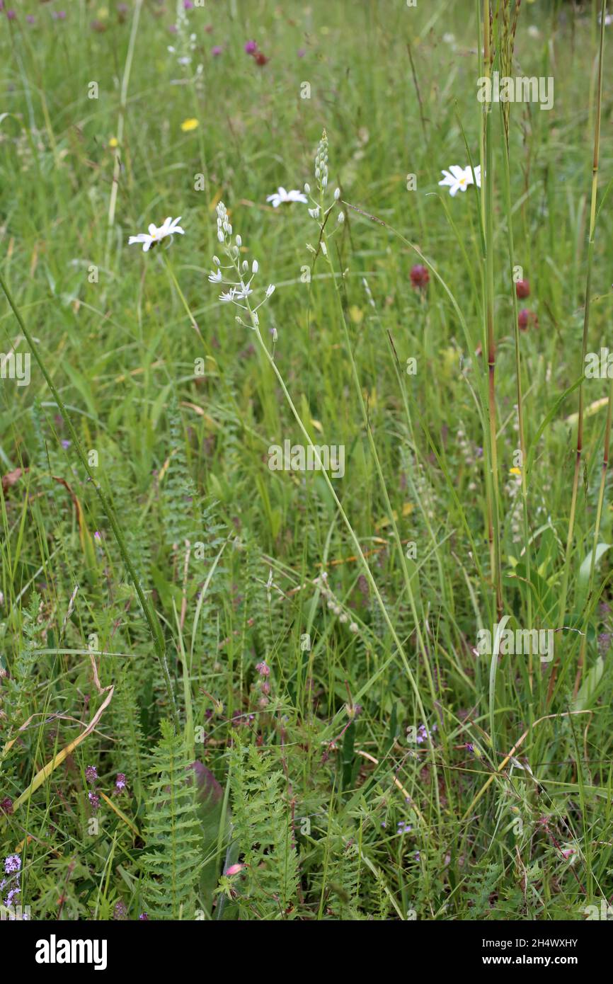 Ornithogalum sphaerocarpum, Asparagaceae. Planta silvestre rodada en verano. Foto de stock