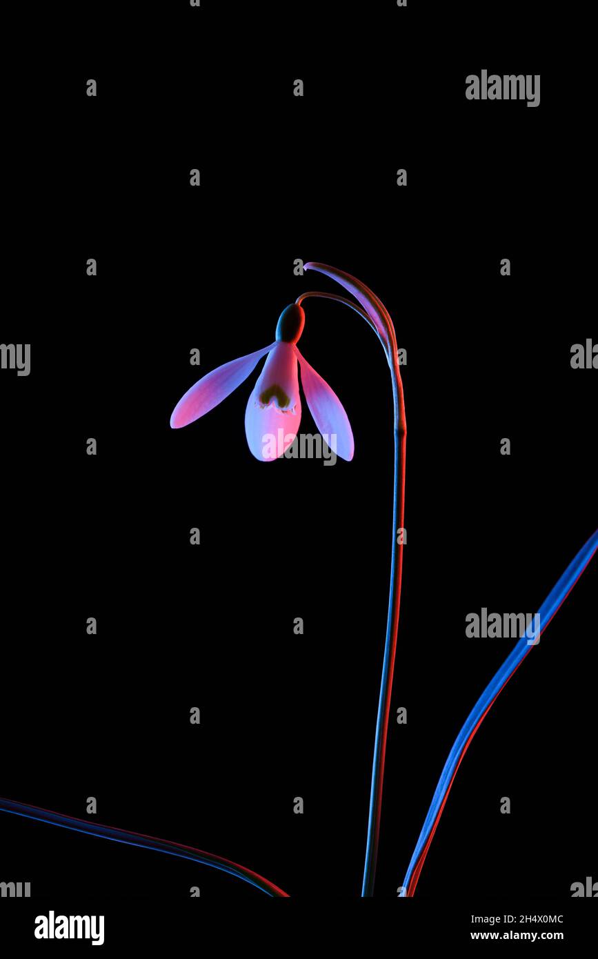 Snowdrop en color rosa y azul neón luz aislada sobre fondo negro. Foto de stock