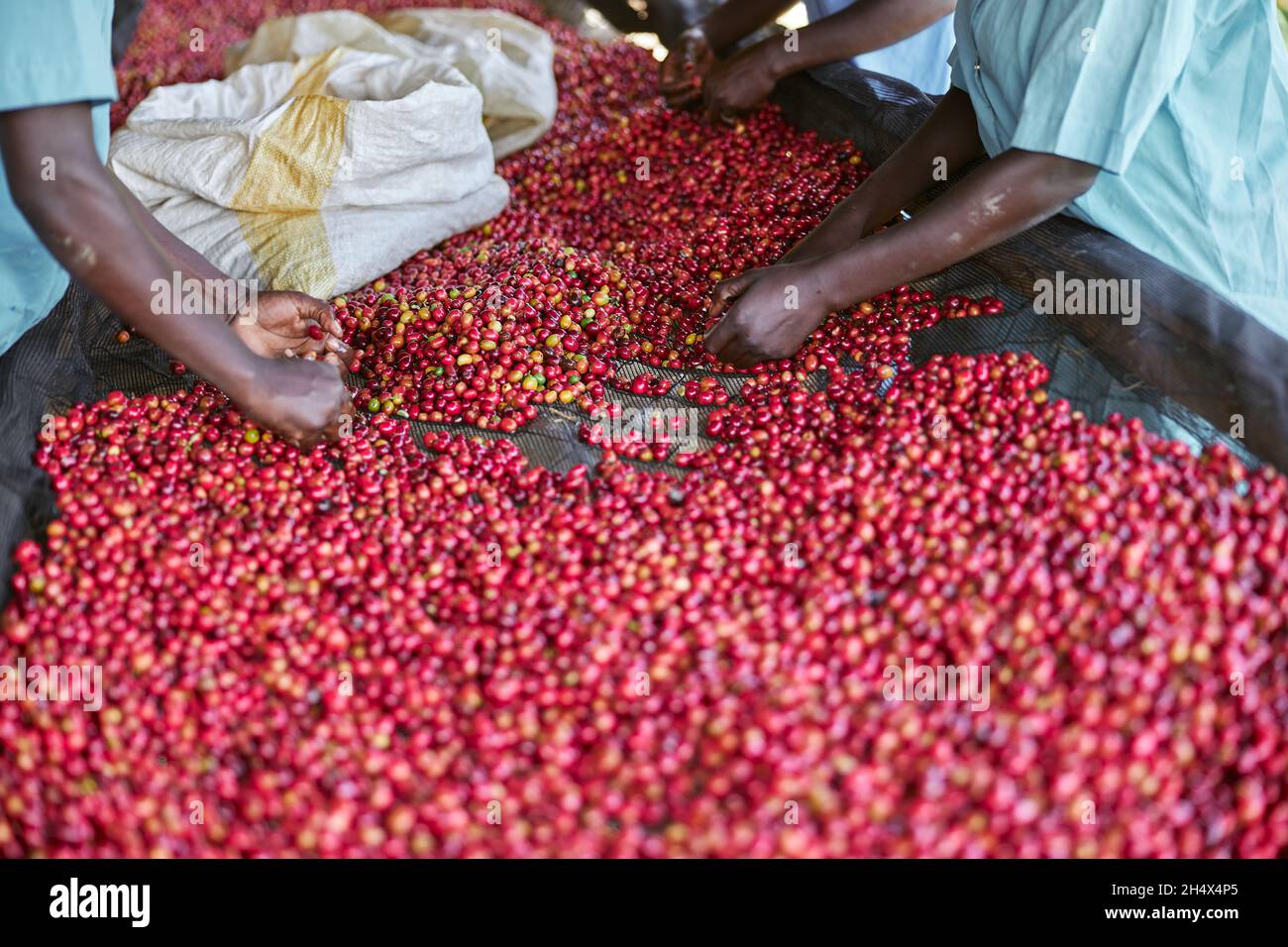 Las trabajadoras africanas están clasificando los granos de café en la estación de lavado Foto de stock