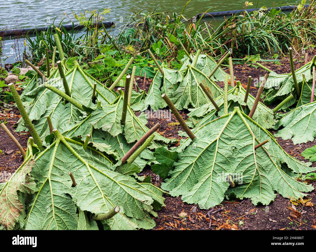 Gunnera manicata, conocida como ruibarbo gigante brasileño. Con hojas giradas hacia arriba utilizadas para la protección contra las heladas invernales. Foto de stock